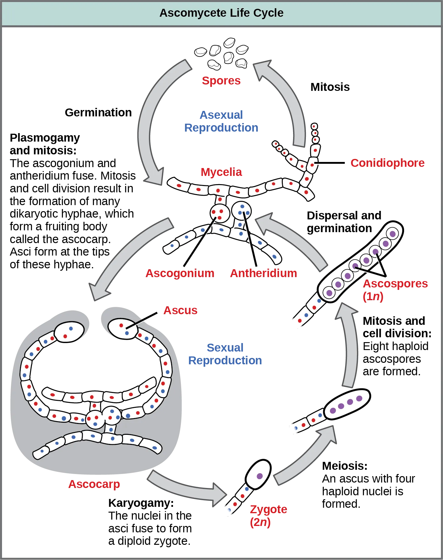 Ascomycetes have both sexual and asexual life cycles. In the asexual life cycle, the haploid (1n) mycelium branches into a chain of cells called the conidiophore. Spores bud from the end of the conidiophore and germinate to form more mycelia. In the sexual life cycle, a round structure called an antheridium buds from the male strain, and a similar structure called the ascogonium buds from the female strain. In a process called plasmogamy, the ascogonium and antheridium fuse to form a cell with multiple haploid nuclei. Mitosis and cell division result in the growth of many hyphae, which form a fruiting body called the ascocarp. The hyphae are dikaryotic, meaning they have two haploid nuclei. Asci form at the tips of these hyphae. In a process called karyogamy, the nuclei in the asci fuse to form a diploid (2n) zygote. The zygote undergoes meiosis without cell division, resulting in an ascus with four 1n nuclei arranged in a row. Each nucleus undergoes mitosis, resulting in eight ascospores, which are also arranged in a row at the tip of the hyphae. Dispersal and germination results in the growth of new mycelia.