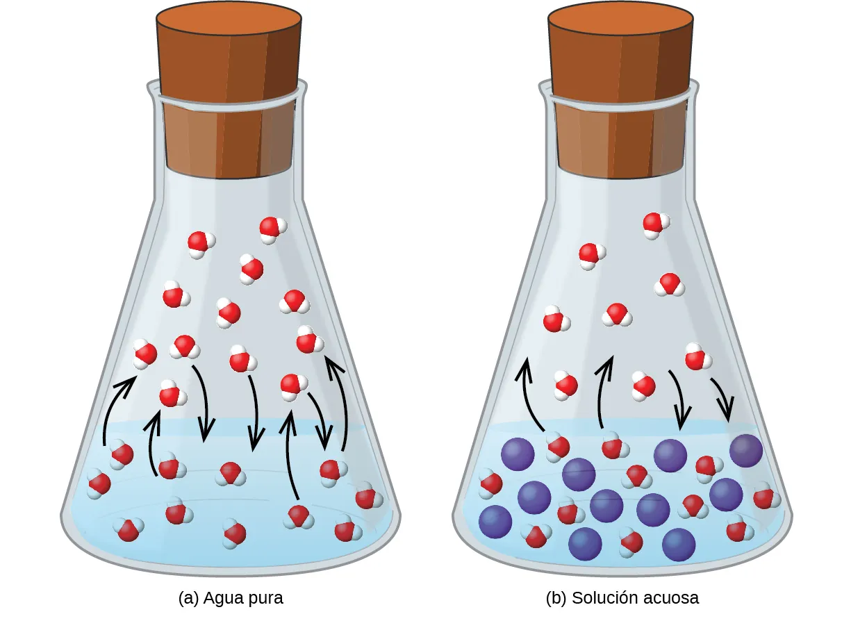 Esta figura contiene dos imágenes. La figura a está marcada como "agua pura". Muestra un vaso de precipitados lleno de un líquido hasta la mitad. En el líquido se muestran once moléculas dispersas uniformemente, cada una de ellas formada por una esfera roja central y dos esferas blancas ligeramente más pequeñas. Cuatro moléculas cercanas a la superficie del líquido tienen flechas curvas dibujadas que apuntan al espacio por encima del líquido en el vaso de precipitados. Por encima del líquido, se muestran doce moléculas, con flechas que apuntan desde tres de ellas hacia el líquido de abajo. La figura b está marcada como "Solución acuosa". Es similar a la figura a, excepto que once esferas azules, de tamaño ligeramente superior al de las moléculas, están dispersas uniformemente en el líquido. En este diagrama solo aparecen cuatro flechas curvas, dos de ellas procedentes de las moléculas del líquido que apuntan al espacio de arriba y dos de las moléculas del espacio de arriba que apuntan al líquido de abajo.