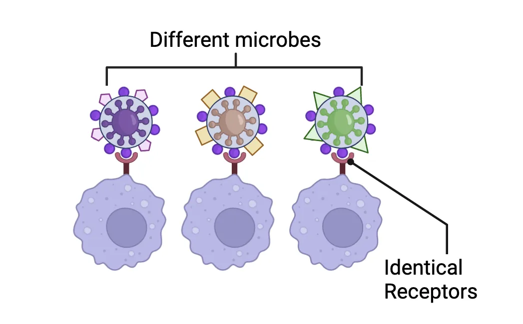 Diagram of 3 cells, each with a receptor on its surface binding to a unique microbe. The receptors are identical across the 3 cells but the 3 microbes are each different. Pathogen associated molecular patterns (PAMPs) are structures common across classes of microbes. Innate immune cells express receptors that recognize PAMPs.
