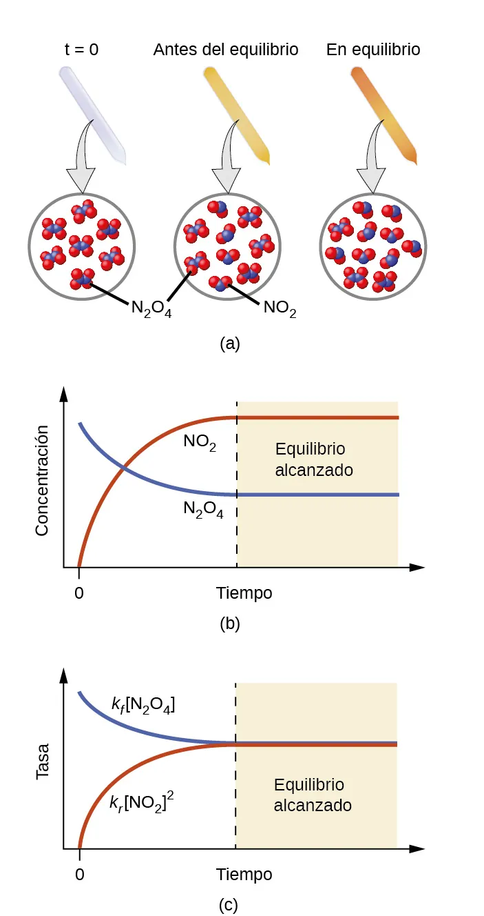Se muestra un diagrama de tres partes etiquetadas como "a", "b" y "c". En la parte a, en la parte superior del diagrama, se muestran tres vasos de precipitado y cada uno contiene un tubo sellado. El tubo del vaso de precipitado de la izquierda está etiquetado como "t es igual a 0". Está lleno de un gas incoloro que está conectado a una vista ampliada de las partículas en el tubo mediante una flecha orientada hacia abajo. Esta vista de partículas muestra siete partículas, cada una compuesta por dos esferas azules conectadas. Cada esfera azul está conectada a dos esferas rojas. Este tipo de partícula está etiquetada como "N subíndice 2 O subíndice 4". El tubo del vaso de precipitado del medio está etiquetado como "pre-equilibrio". Está lleno de un gas de color marrón claro que está conectado a una vista ampliada de las partículas en el tubo mediante una flecha orientada hacia abajo. Esta vista de partículas muestra nueve partículas, cinco de las cuales están compuestas por dos esferas azules conectadas. Cada esfera azul está conectada a dos esferas rojas. Este tipo de partícula está etiquetada como "N subíndice 2 O subíndice 4". Las cuatro restantes están compuestas por dos esferas rojas conectadas a una esfera azul. Este tipo de partícula está etiquetada "N O subíndice 2". El tubo del vaso de la derecha está etiquetado como "en equilibrio". Está lleno de un gas marrón que está conectado a una vista ampliada de las partículas en el tubo mediante una flecha orientada hacia abajo. Esta vista de partículas muestra once partículas, tres de las cuales están compuestas por dos esferas azules conectadas. Cada esfera azul está conectada a dos esferas rojas. Las ocho restantes están compuestas por dos esferas rojas conectadas a una esfera azul. En la parte b, en el centro de la imagen, hay un gráfico. Este gráfico tiene un eje y etiquetado como "Concentración" y un eje x etiquetado como "Tiempo". Una línea roja etiquetada como "N O subíndice 2" comienza en la esquina inferior izquierda del gráfico en un punto etiquetado como "0" y sube cerca del punto más alto del eje y antes de nivelarse y volverse horizontal. Una línea azul etiquetada como "N subíndice 2 O subíndice 4" comienza cerca del punto más alto del eje y y cae por debajo del punto medio del eje y antes de nivelarse. En la parte c, en la parte inferior de la imagen hay otro gráfico. Este gráfico tiene un eje y etiquetado como "velocidad" y un eje x etiquetado como "Tiempo". Una línea roja etiquetada como "k subíndice f, [ N subíndice 2 O subíndice 4 ]", comienza en la esquina inferior izquierda del gráfico en un punto etiquetado como "0", y sube cerca de la mitad del eje y antes de nivelarse y volverse horizontal. Una línea azul etiquetada como "k subíndice f, [ N O subíndice 2 ] superíndice 2", comienza cerca del punto más alto del eje y y baja hasta el mismo punto del eje y que la línea roja antes de nivelarse. El punto en el que ambas líneas se vuelven horizontales está etiquetado como "Equilibrio alcanzado".