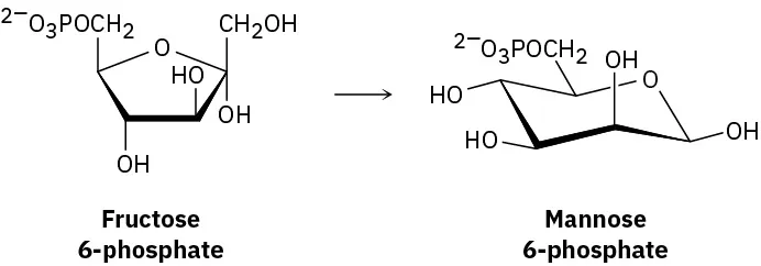 Mannose, one of the essential monosaccharides, is biosynthesized as its 6-phosphate derivative from fructose 6-phosphate. No enzyme cofactor is required.