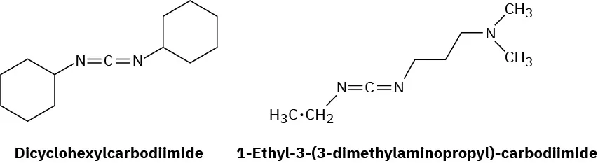 The structure shows two carbodiimides. The first structure is dicyclohexylcarbodiimide. The second structure is 1-ethyl-3-(3-dimethylaminopropyl)-carbodiimide. In the two structures, the centrak carbon atom is double-bonded to two nitrogen atoms.
