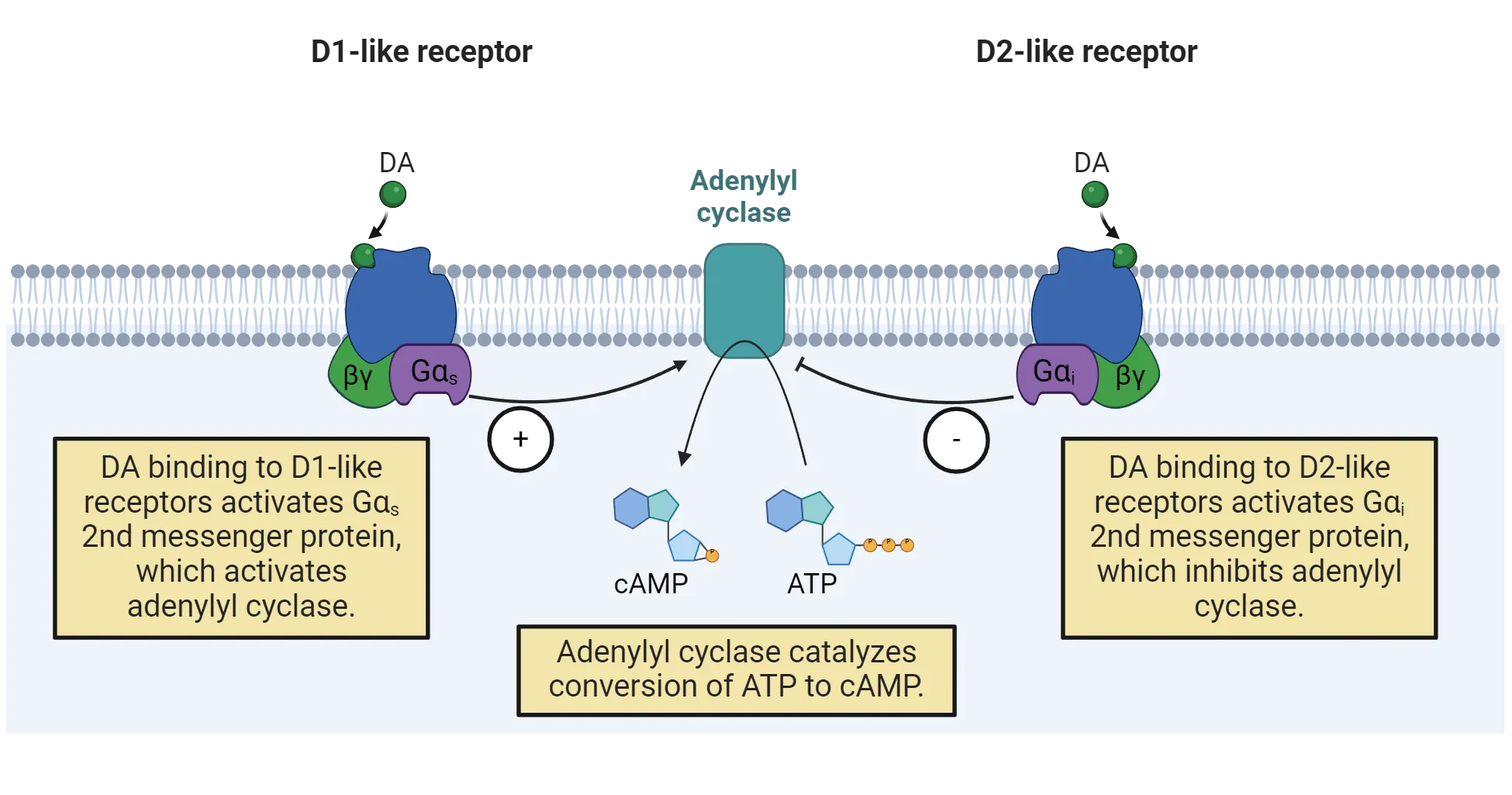 Diagram of a cell membrane with dopamine receptors embedded in it. D1 and D2-liek receptors are both shown, each with associated G-proteins. Adenyly cyclase is also shown in the membrane, with a + from D1 receptors and a - from D2 receptors. ATP and shown as being turned into cAMP by adenylyl cyclase.