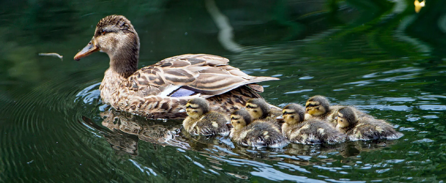 Mama duck with her seven ducklings swimming in a row on calm, dark green water. A perfect example of nature's nurturing beauty.