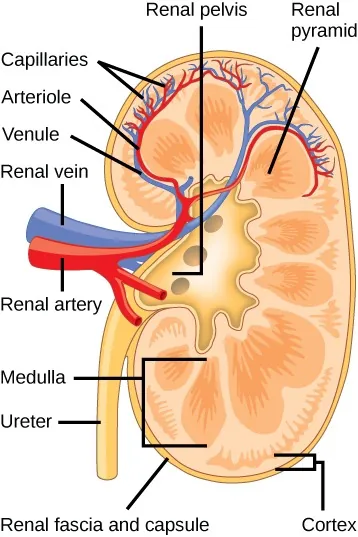 A labeled illustration shows the kidney, shaped like a kidney bean standing on end. Two layers, the outer renal fascia and an inner capsule, cover the outside of the kidney. The inside of the kidney consists of three layers: the outer cortex, the middle medulla, and the inner renal pelvis. The renal pelvis is flush with the concave side of the kidney and empties into the ureter, a tube that runs down outside the concave side of the kidney. Nine renal pyramids are embedded in the medulla, which is the thickest kidney layer. Each renal pyramid is teardrop-shaped, with the narrow end facing the renal pelvis. The renal artery and renal vein enter the concave part of the kidney, just above the ureter. The renal artery and renal vein branch into arterioles and venules, respectively, which extend into the kidney and branch into capillaries in the cortex.