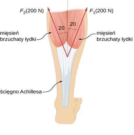 Na Rysunku przedstawiono ścięgno Achillesa, na które działają dwie siły wywierane przez mięśnie brzuchate łydki. F sub 1 równa 200 N jest skierowana w górę pod kątem 20 stopni w prawo od pionu, zaś siła F sub 2 o wartości 200 N jest skierowana w górę pod kątem 20 stopni w lewo od pionu.