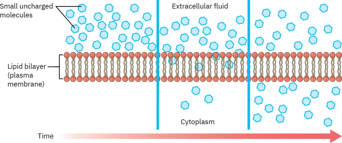 Graphic showing diffusion of uncharged substances, like oxygen and carbon dioxide, passing through the cell membrane.