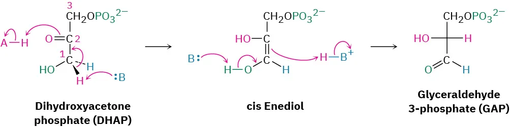 Dihydroxyacetone phosphate is protonated to form cis enediol which isomerizes to glyceraldehyde-3-phosphate. The carbon in dihydroxyacetone phosphate is numbered from bottom to top.