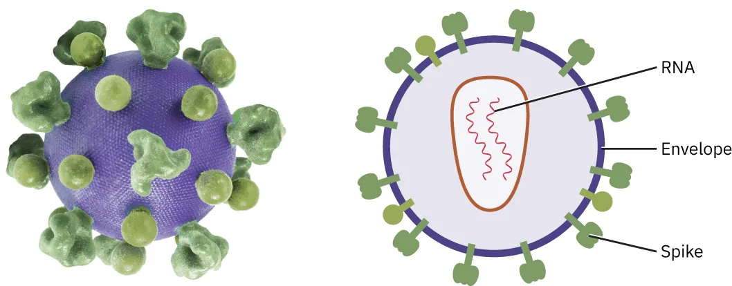 The image shows a detailed representation of a virus, specifically focusing on its structure. On the left side, there's a 3D model of the virus with a purple spherical body covered with green spike proteins. On the right side, the image is cross-sectional, showing the interior of the virus. It identifies the RNA, which is the genetic material at the core, the envelope surrounding the RNA, and the spikes that protrude from the envelope. These spikes are essential for the virus's ability to infect host cells.