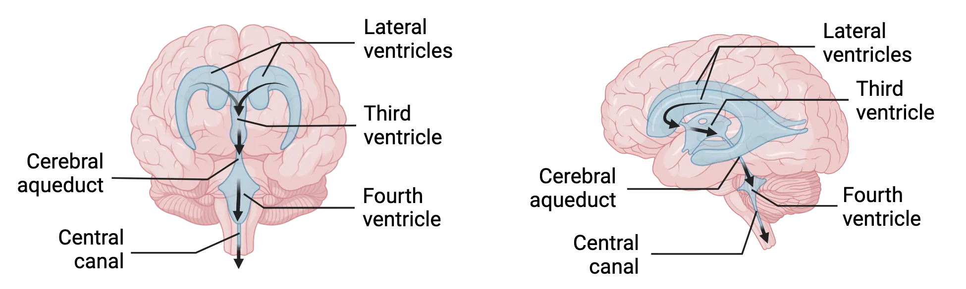 Diagrams of the ventricular system with one-way, directional flow of CSF shown. Flow goes from bilateral lateral ventricles into central third ventricle into central fourth ventricle then central canal of the spinal cord.