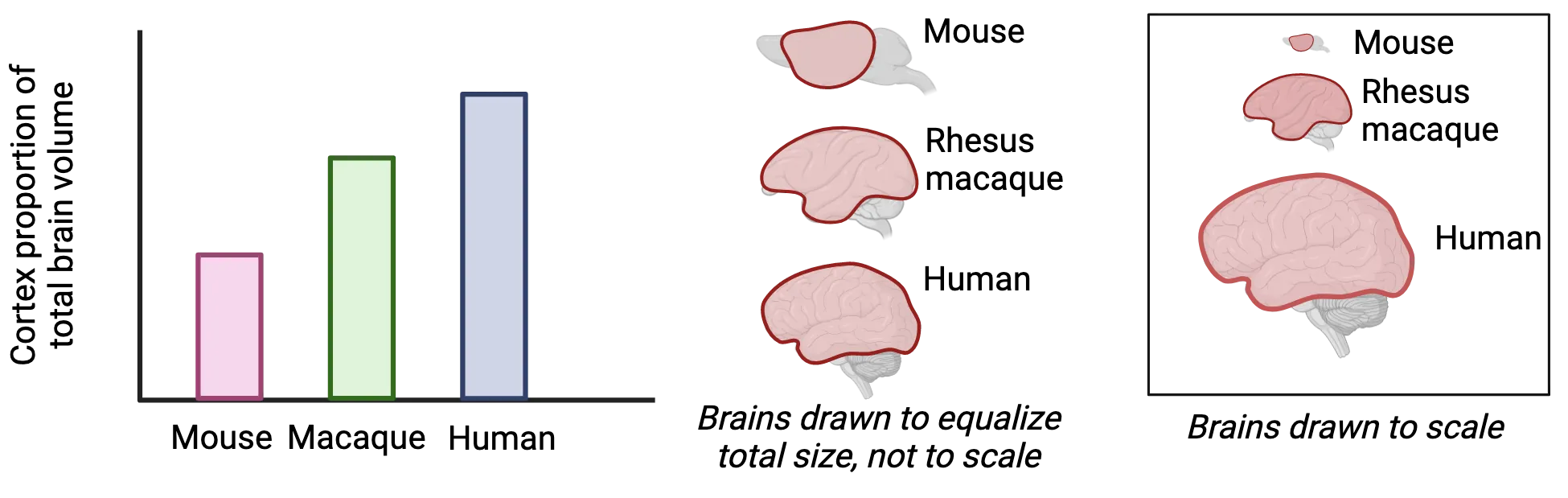 Three part diagram. 1) Bar graph showing cortex proportional of total brain volume with mouse less then macaque less than human. This represents positive allometry. 2) Diagrams of mouse, rhesus macaque and human brains scaled to be the same size with cortex highlighted, showing more cortex in human than in rhesus macaque than in mouse. 3) These three brains drawn to scale, with mouse being much smaller than macaque which is much smaller than human.