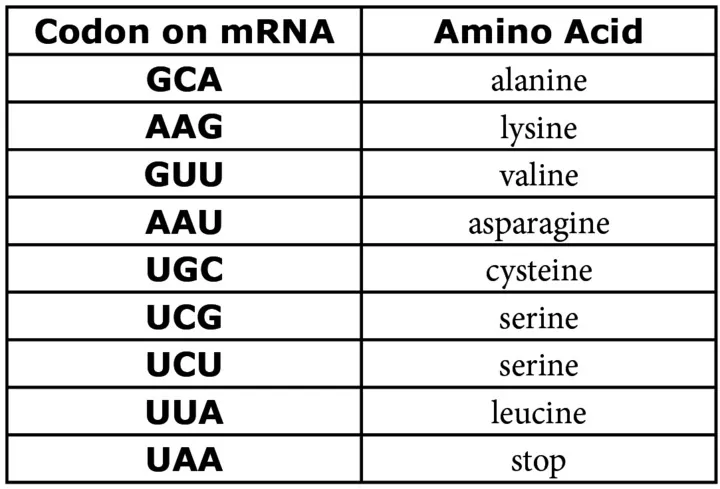 A table of with the codon and what amino acid it codes for, which correlate as follows: GCA - alanine, AAG - lysine, GUU - valine, AAU -asparagine, UGC - cysteine, UCG and UCU - serine, UUA - Leucine, and UAA - stop.