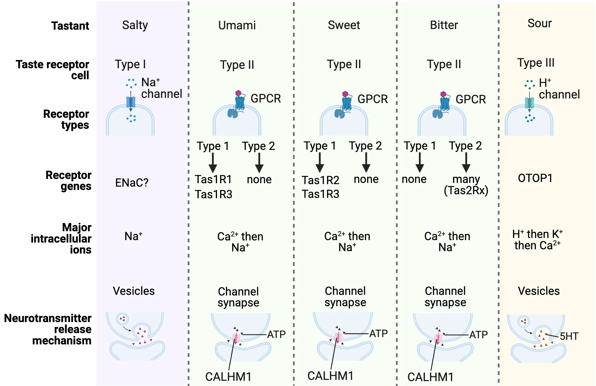 A diagram summarizing the molecular mechanisms of taste transduction for all the major tastants as described in detail in the main text.