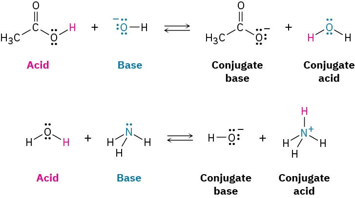 Reversible arrows show acetic acid and hydroxide (base) form acetate (conjugate base) and water (conjugate acid). Water (acid) and ammonia (base) form hydroxide (conjugate base) and ammonium (conjugate acid).
