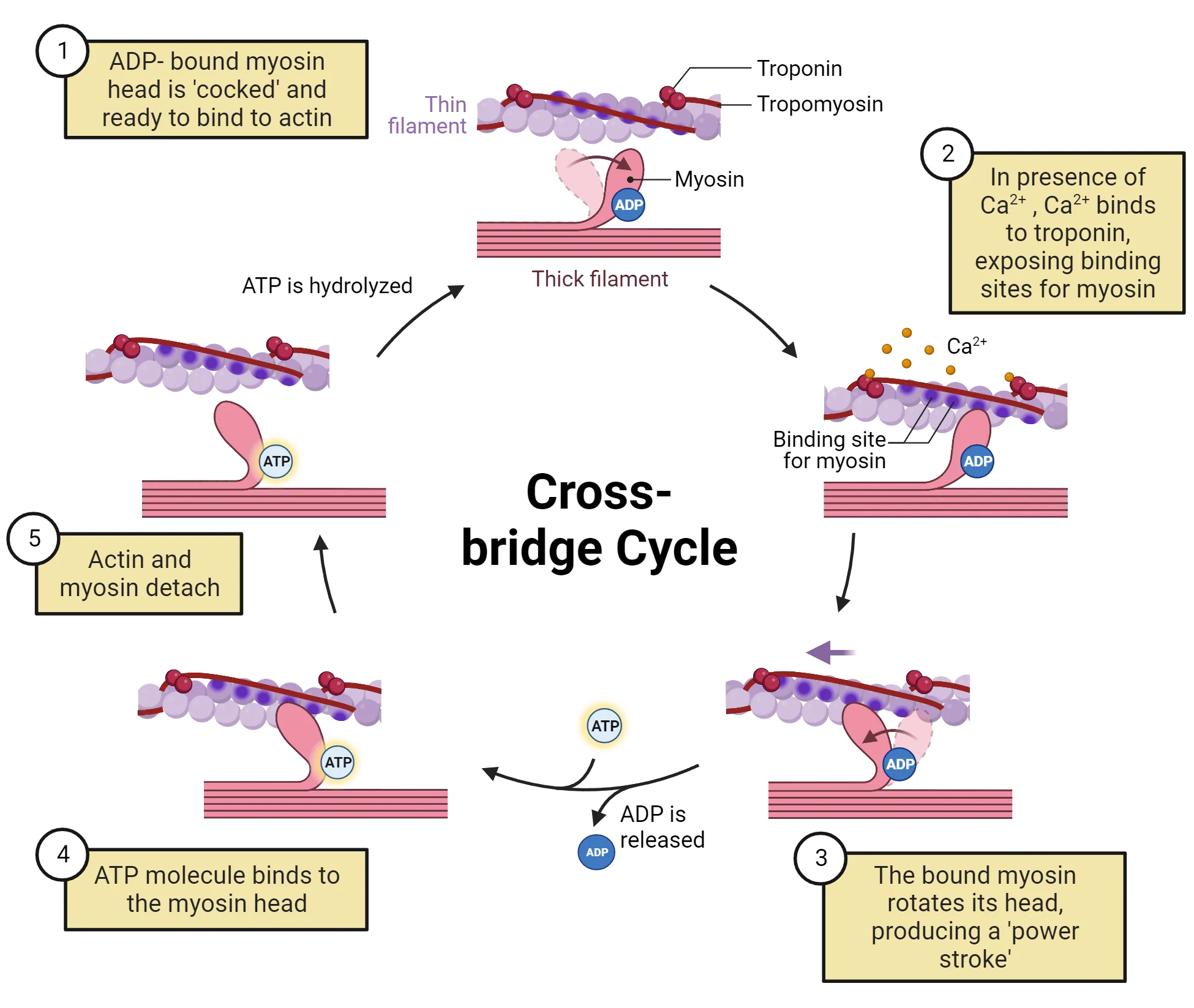 A cycle diagram of the actin-myosin interaction that forms the cross-bridge cycle.  The thin filament, which appears as a twisted string of actin monomers, is wrapped by a thinner red line (tropomyosin), which has globular proteins (troponin) resting on it at every twist of the thin filament. The changes in this relationship are: 1. ADP- bound myosin head is 'cocked' and ready to bind to actin. 2. In presence of Ca2+ , Ca2+ binds to troponin, exposing binding sites for myosin. 3. The bound myosin rotates its head, producing a 'power stroke’. 4. ATP molecule binds to the myosin head. 5. Actin and myosin detach.