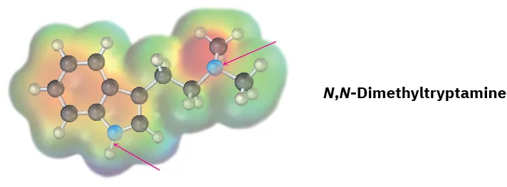The ball-and-stick model in the electrostatic potential map of N, N-dimethyltryptamine. Black, gray, and red spheres represent carbon, hydrogen, and oxygen, respectively.