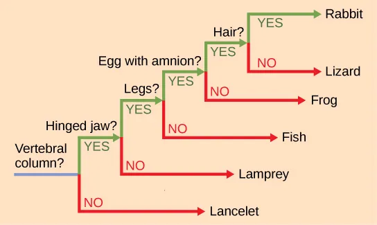 The ladder-like phylogenetic tree starts with a trunk at the left. A question next to the trunk asks whether a vertebral column is present. If the answer is no, a branch leads downward to lancelet. If the answer is yes, a branch leads upward to another question: is a hinged jaw present? If the answer is no, a branch leads downward to lamprey. If the answer is yes, a branch leads upward to another question: are legs present? If the answer is no, a branch leads downward to fish. If the answer is yes, a branch leads upward to another question: does the egg have amnion? If the answer is no, the branch leads downward to frog. If the answer is yes, the branch leads upward to another question: is hair present? If the answer is no, the branch leads downward to lizard. If the answer is yes, the branch leads upward to rabbit.
