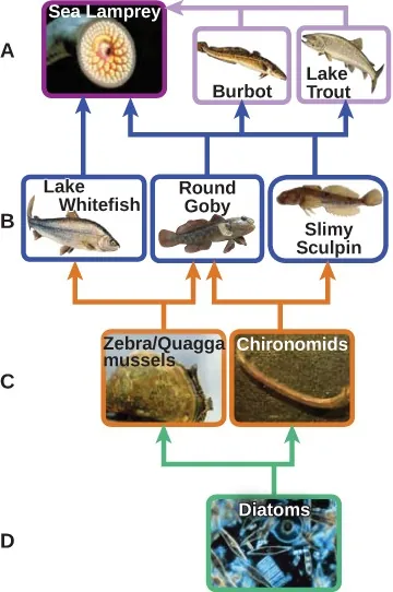 A food web with four layers labeled A at the top to D at the bottom is illustrated. The bottom layer is diatoms. These are eaten by the next layer, which has zebra or quagga mussels and chironomids. These are eaten by the second from the top layer, which is lake whitefish, round goby and slimy sculpin. The top layer has sea lamprey, burbot and lake trout. Sea lamprey eats burbot, lake trout, lake whitefish, round goby and slimy sculpin.