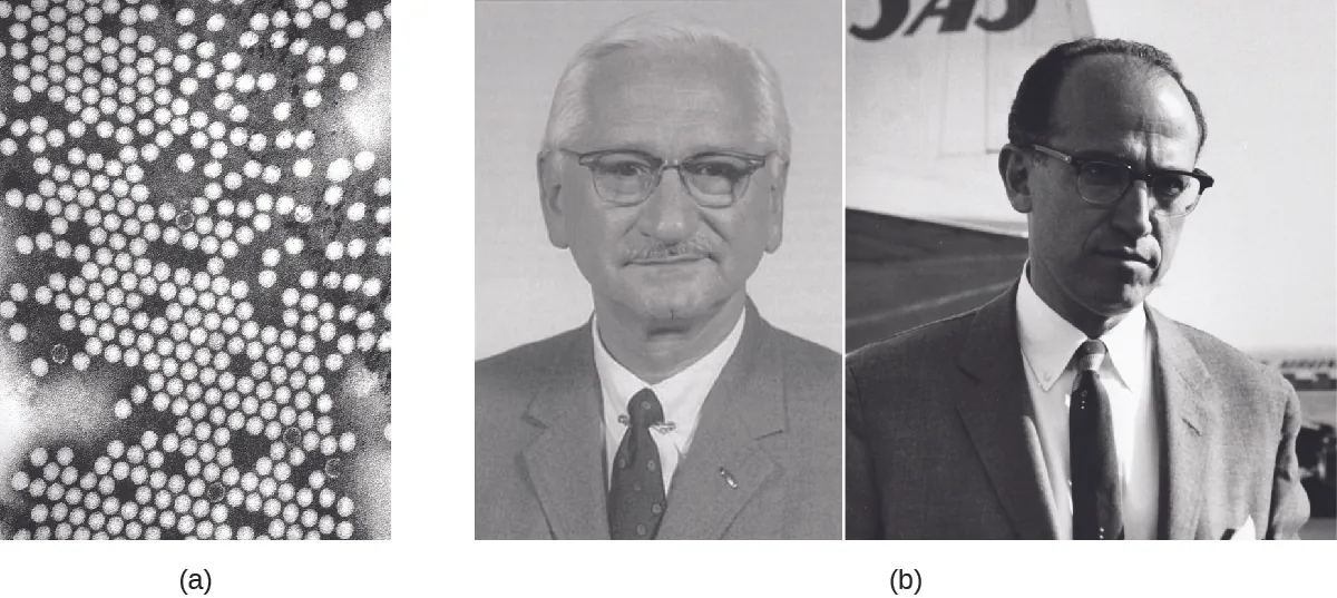 a) Micrograph of many circles. B) Photos of Albert Sabin and Jonas Salk.