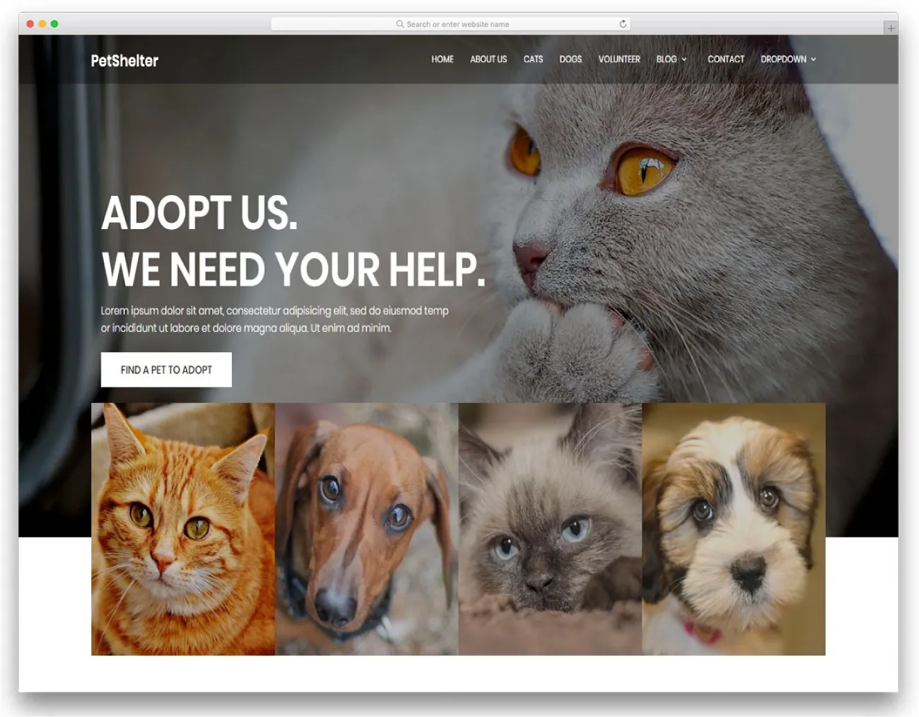 A PetShelter site displays images of cats and dogs on the screen with text: Adopt Us. We Need your Help. A large white, clickable button with Find a Pet to Adopt follows.