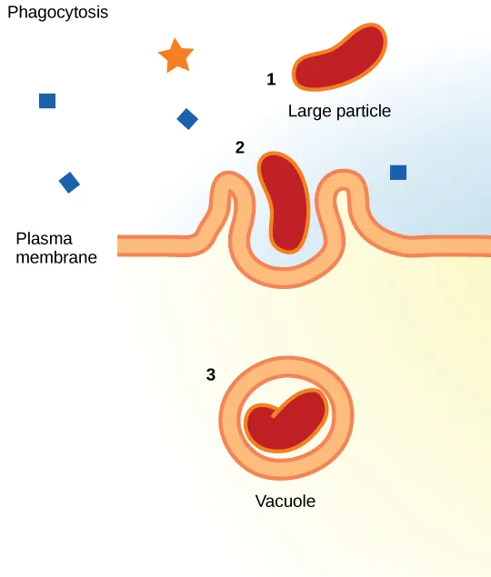 This illustration shows a plasma membrane forming a pocket around a particle in the extracellular fluid. The membrane subsequently engulfs the particle, which becomes trapped in a vacuole inside the cell.