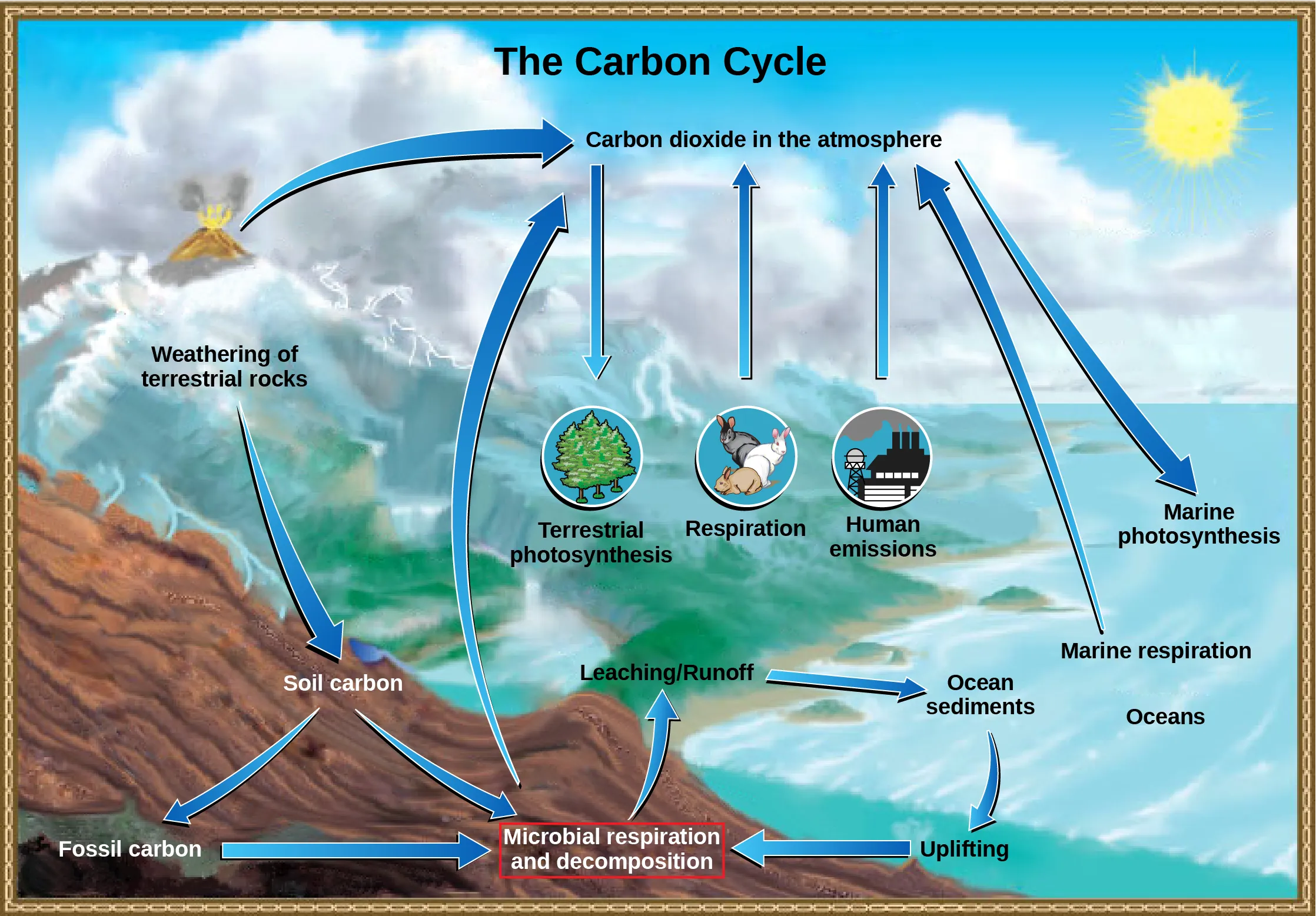 An illustration shows the carbon lifecycle. Carbon dioxide in the atmosphere occurs by way of volcanic eruptions, animal, microbial and marine respiration, and human emissions - such as from factories. It is absorbed by terrestrial photosynthesis from plants, and marine photosynthesis. The weathering of terrestrial rocks turns into soil carbon, which then branches into either fossil carbon or directly to microbial respiration and decomposition. Fossil carbon also contributes to microbial respiration and decomposition. This decomposition has a leaching, or runoff effect, and enters the ocean as sediments. Those sediments can be uplifted and also end up contributing to microbial respiration and decomposition.