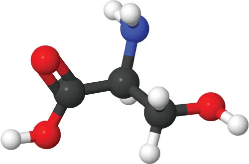 An illustration of the molecular construction of Serine is shown.