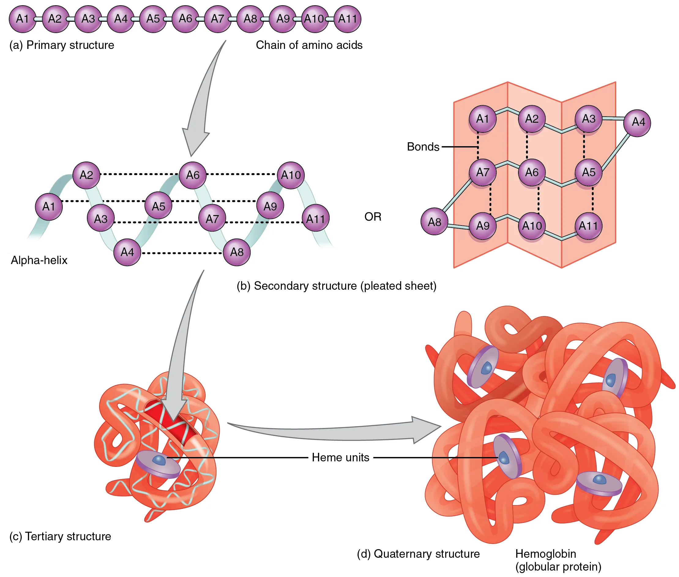 This figure shows the secondary structure of peptides. The top panel shows a straight chain, the middle panel shows an alpha-helix and a beta sheet. The bottom panel shows the tertiary structure and fully folded protein.