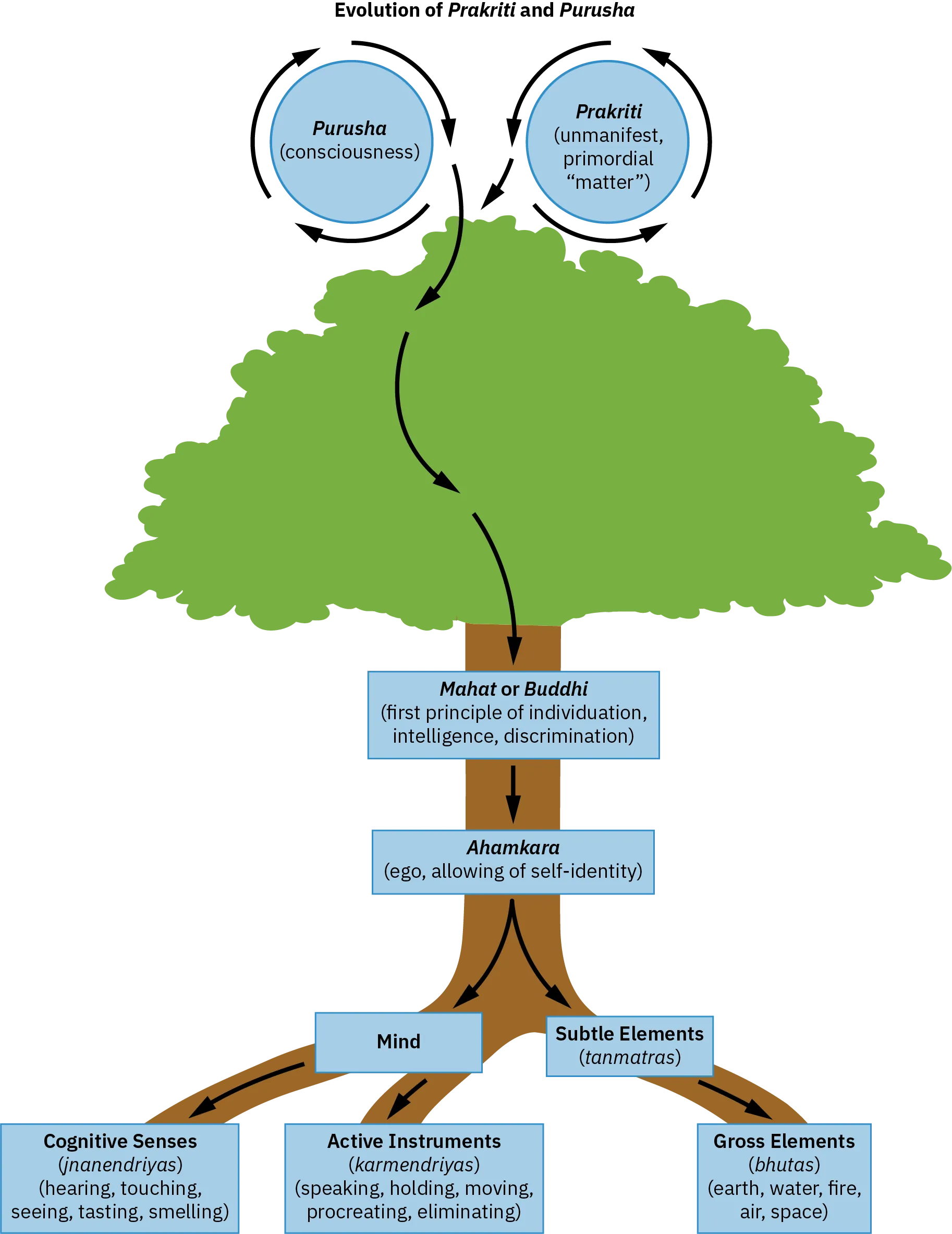 A sketch of a tree with various labels and arrows depicting a flow of energy travelling down its trunk and into its roots. Above the tree are two circles, one labelled “Parusha (consciousness)” and the other “Prakriti (unmanifest, primordial “matter”)”. Arrows depict energy swirling around these circles and down the trunk, along the way passing through boxes labelled “Mahat or Buddhi (first principle of individuation, intelligence, discrimination)” and “Ahamkara (ego, allowing of self-identity)”. Near the roots of the trees, the energy splits. One portion travels through a box labelled “Mind” and then into two sections, labelled “Cognitive Senses (jnanendriyas)(hearing, touching, seeing, tasting, smelling)” and “Active Instruments (karmendriyas)(speaking, holding, moving, procreating, eliminating)”. The other branch flows into a box labelled “Subtle Elements (tanmatras)” and then into a box labelled “Gross Elements (bhutas)(earth, water, fire, air, space).”