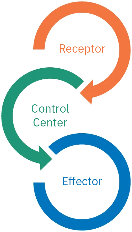 A multi-colored feedback loop indicates how the receptor (orange circular arrow) signals the control center (green circular arrow), which then signals the effector (blue circle at end).