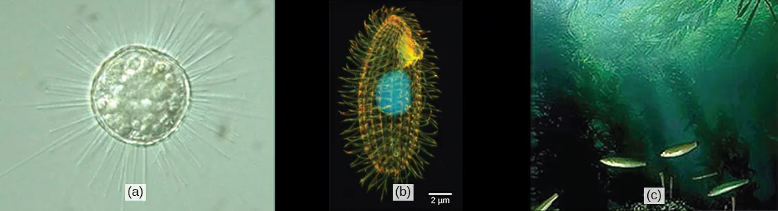 Part a is a micrograph of a round, transparent single-celled organism with long thin spines. Part b is a micrograph of an oval, transparent organism with ridges running along its length. The nucleus is visible as a large, round sphere. Cilia extend from the surface of the organism. Part c is an underwater photo of a kelp forest growing from the seabed.