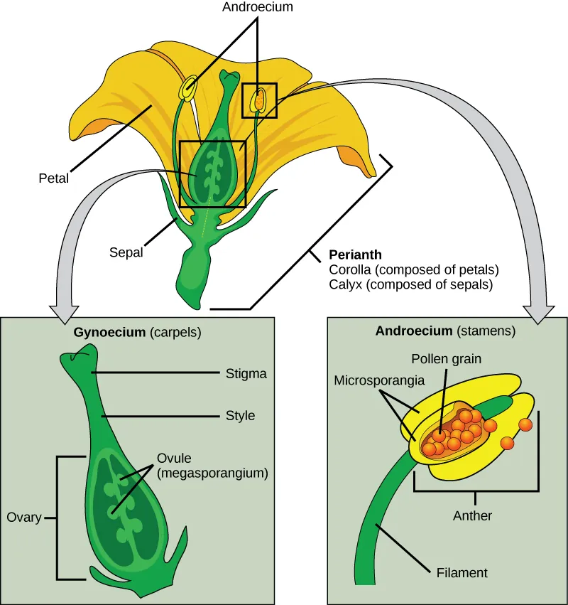 Illustration shows parts of a flower, which is called the perianth. The corolla is composed of petals, and the calyx is composed of sepals. At the center of the perianth is a vase-like structure called the gynoecium or, the carpel. A flower may have one or more carpels, but the example shown has only one. The narrow neck of the carpel, called the style, widens into a flat stigma at the top. The ovary is below the neck of the carpel, in the widest part of the vase-like shape. Ovules, or megasporangia, are clusters of pods in the middle of the ovary. The androecium is composed of stamens which cluster around the carpel. The stamen consists a long, stalk-like filament with an anther at the end. The anther shown is tri-lobed. Each lobe, called a microsporangium, is filled with pollen.