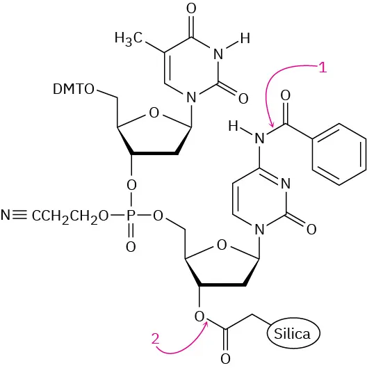 Deprotection mechanism in two linked deoxynucleosides occurs at points 1 and 2 where cleavages occur. N H C O and O C O bonds are labeled 1 and 2, respectively.
