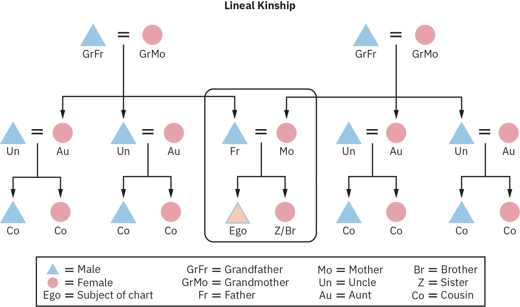 A lineal kinship chart of three generations, starting from two sets of grandparents, as grandfather and grandmother respectively, their children, their respective wives, children, uncles, aunts, and a union of the father and mother, who in turn produce the subject of the chart and a brother or sister.