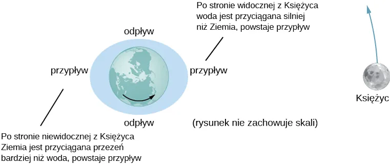 Rysunek jest ilustracją Ziemi znajdującej się wewnątrz rozciągniętej elipsy, której oś wielka jest pozioma. Księżyc jest pokazany po prawej stronie Ziemi, obiegając ją w kierunku przeciwnym do ruchu wskazówek zegara. Lewa strona elipsy jest podpisana jako przypływ z dopiskiem “Na dalszej stronie Księżyc przyciąga wodę silniej niż Ziemia, powodując przypływ“. Prawa strona elipsy jest oznaczona jako przypływ, z dopiskiem “Na bliższej stronie Księżyc przyciąga wodę silniej niż Ziemia, powodując przypływ“. Górna i dolna część elipsy jest podpisana “odpływ“.