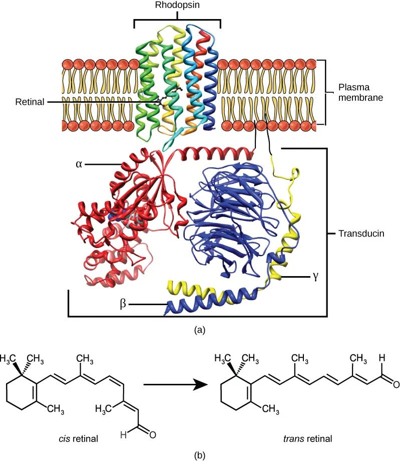 Molecular model A shows the structure of rhodopsin, a trans-membrane protein with seven helices spanning the membrane. A small organic molecule called retinal is tucked inside. B shows the molecular structure of retinal, which has a ring with a hydrocarbon chain attached. A ketone (double bonded oxygen) is at the end of the chain. In cis retinal the chain is kinked. In trans retinal the chain is straight.