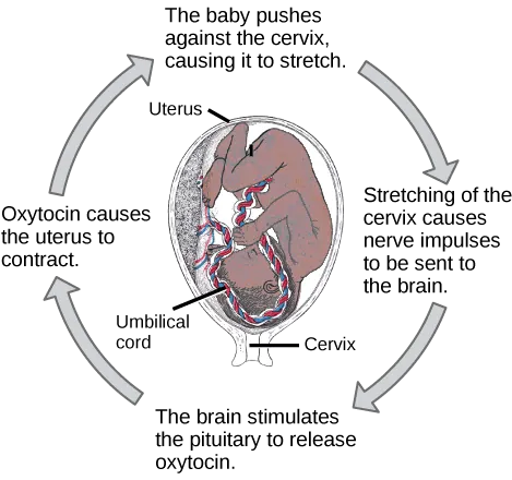 Prior to birth, the baby pushes against the cervix, causing it to stretch. Stretching of the cervix causes nerve impulses to be sent to the brain. As a result, the brain stimulates the pituitary to release oxytocin. Oxytocin causes the uterus to contract. As a result, the baby pushes against the cervix in a positive feedback loop.