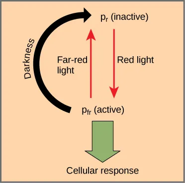 Diagram shows the active (Pr) and inactive (Pfr) forms of phytochrome. An arrow indicates that red light converts the inactive form to the active form. Far-red light or darkness converts the active form back to the inactive form. When phytochrome is active, a cellular response occurs.