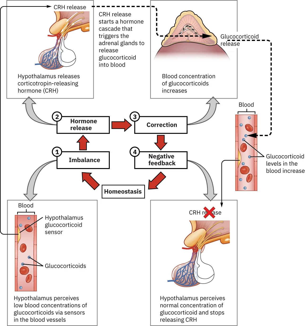 Diagram showing negative feedback loop using the example of glucocorticoid regulation in the blood. Step 1: imbalance occurs. Step 2: hormone release. Step 3: correction. Step 4: negative feedback.