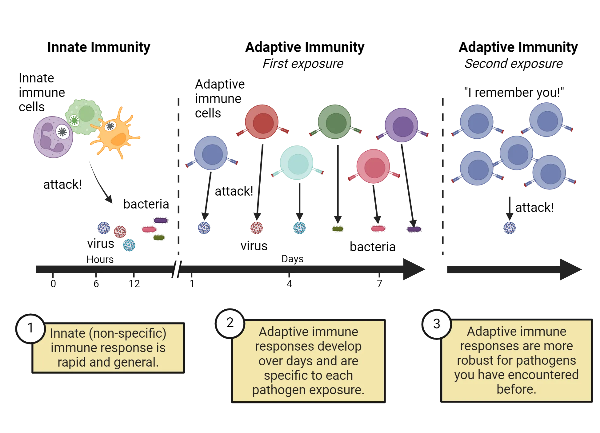 Three part diagram of the three major phases of immune response, arrange with time along the x-axis of the image. Innate immunity is diagramed as three different looking cells attacking bacteria or virus on the scale of 0-12 hours. Innate (non-specific) immune response is rapid and general. Adaptive immunity (first exposure) shows a variety of similar shaped cells with different colors as the adaptive immune cells. Adaptive immune responses develop over days and are specific to each pathogen exposure. The adaptive immune response (second exposure) has group of 5 adaptive immune cells, all the same color, attacking a single pathogen with text “I remember you!”. Adaptive immune responses are more robust for pathogens you have encountered before.