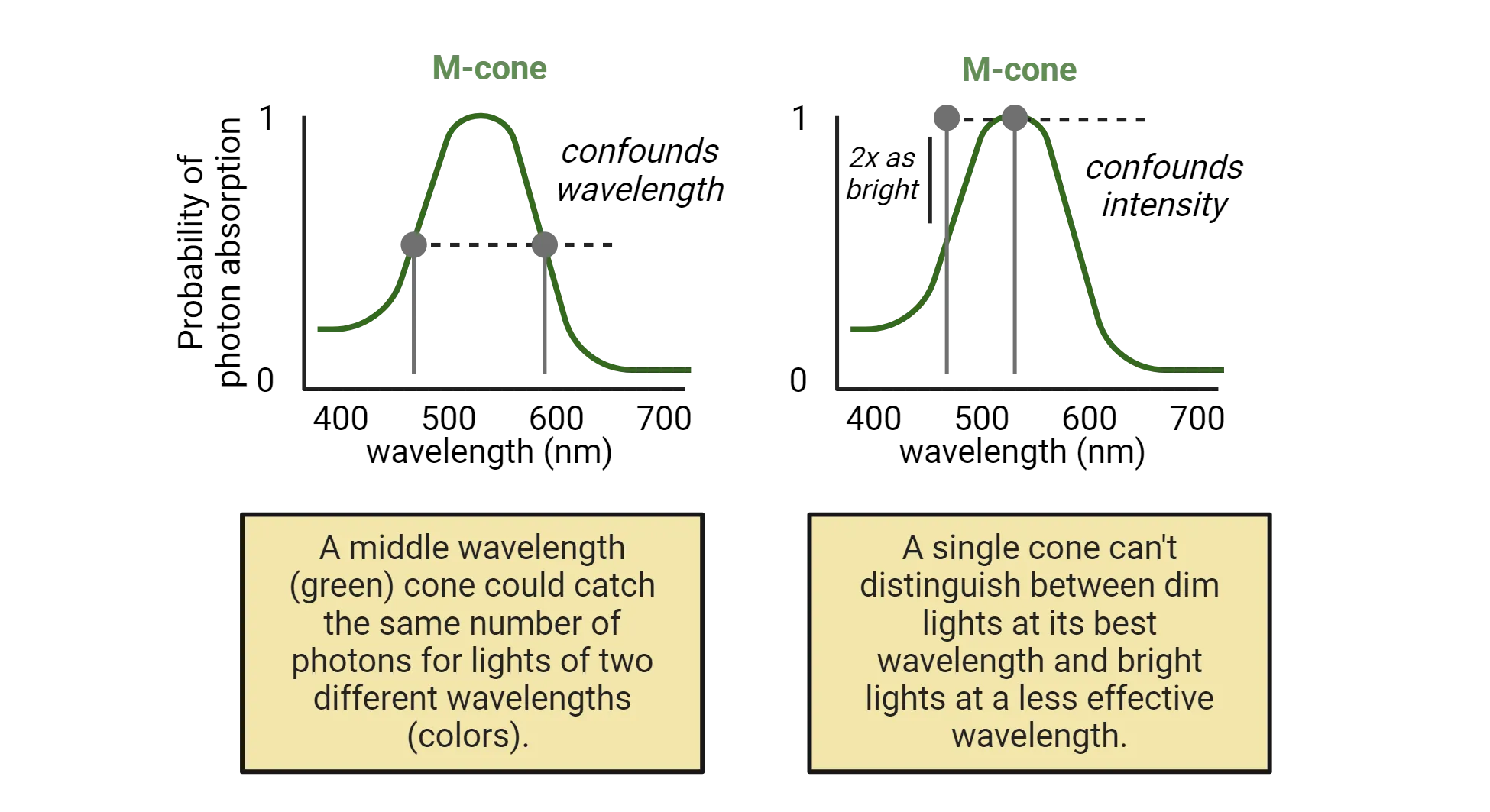 Two line graphs, both showing an M-cone curve with y-axis probability of photon absorption and x-axis wavelength. The curve peaks at ~550 nm. The left graph draws points at equivalent y-levels on each side of the green curve, showing how the same probability of absorption can correspond to two different wavelengths (confounds wavelengths). Text says A middle wavelength (green) cone could catch the same number of photons for lights of two different wavelengths (colors). The right graph draws a point at the peak of the curve (y = 1) and at the same level but ~100 nm to the left. A line parallel to the y-axis drawn to that second point intersects the green curve at y = 0.5. Text says A single cone can't distinguish between dim lights at its best wavelength and bright lights at a less effective wavelength. 