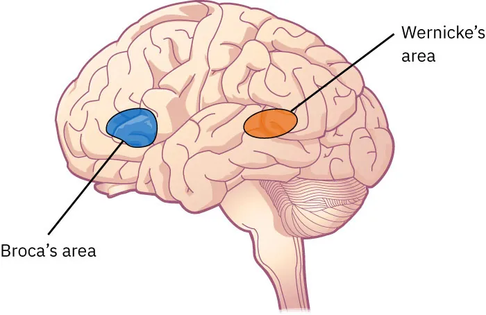 Illustration of brain with Wernicke's area labeled towards the back and Broca's area labeled towards the front.