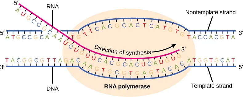 Illustration shows RNA synthesis by RNA polymerase. The RNA strand is synthesized in the 5' to 3' direction.