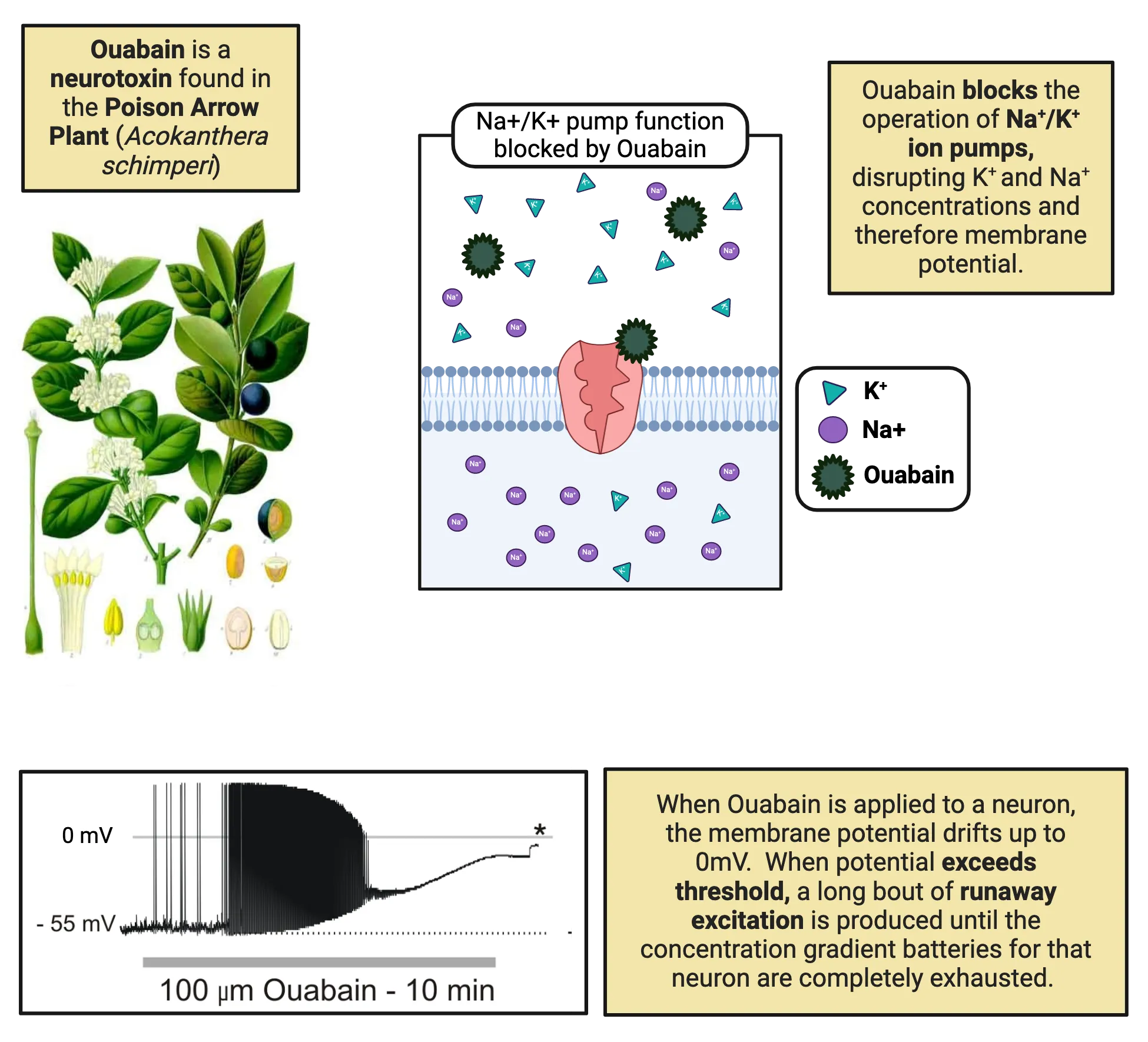Top left: Drawing of poison arrow plant. Top right: Diagram of cell membrane with Na+/K+ pump blocked. Bottom: Trace drawing of action potentials firing vigorously after ouabain treatment