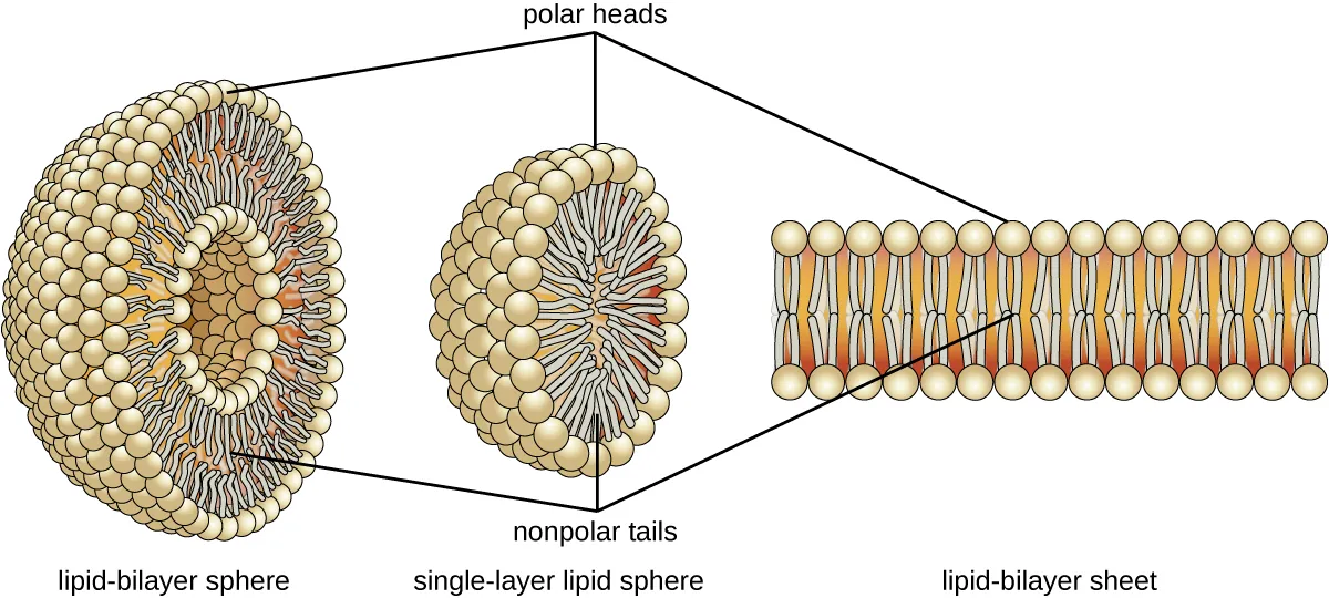 A lipid bilayer sheet is when there are 2 rows of phospholipids across each other forming a flat surface. The polar heads of all phospholipids are towards the outside of the sheet, and the nonpolar tails are towards the inside. This lipid-bilyaer can also form a sphere. The lipid-bilayer forms the surface of the sphere; the polar heads are on the outside of the sphere and lining the inside space of the sphere.  Lipids can also form a single-layer sphere where the outside of the sphere is the polar heads and the nonpolar tails fill the center of the sphere.