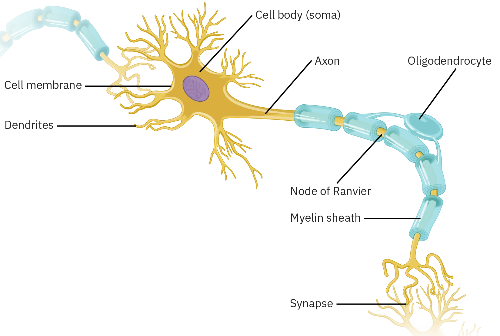 In a diagram of a neuron, the cell membrane surrounds the cell body. Branching off from the cell membrane are numerous dendrites, which look like narrow clusters of branches. Also branching from the cell membrane is the axon, which is thicker than the dendrites. The axon is covered in sections of myelin sheath. The sections of axon between the pieces of myelin sheath are the node of Ranvier. An oligodendrocyte rises off of two non-sequential pieces of myelin sheath, connecting them above the axon. The axon ends with the synapse, which is multiple narrow, branching threads.