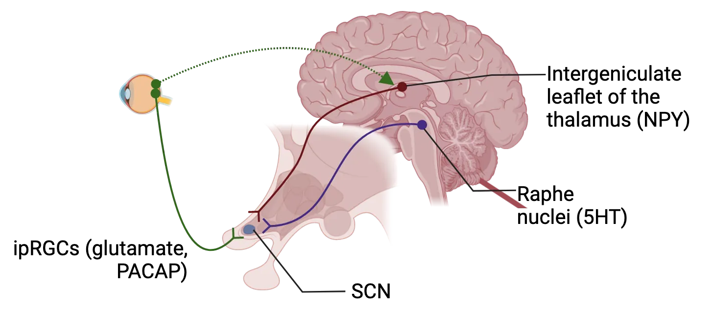 Diagram of connections in human with an eye and sagittal section of human brain/SCN. From the eye, ipRGC axons release glutamate and PACA on the SCN. SCN also gets inputs from intergeniculate leaflet of the thalamus (NPY) in the middle of the brain and raphe nuclei (5HT) in the brainstem. ipRGCs also send input to intergeniculate leaflet of the thalamus.