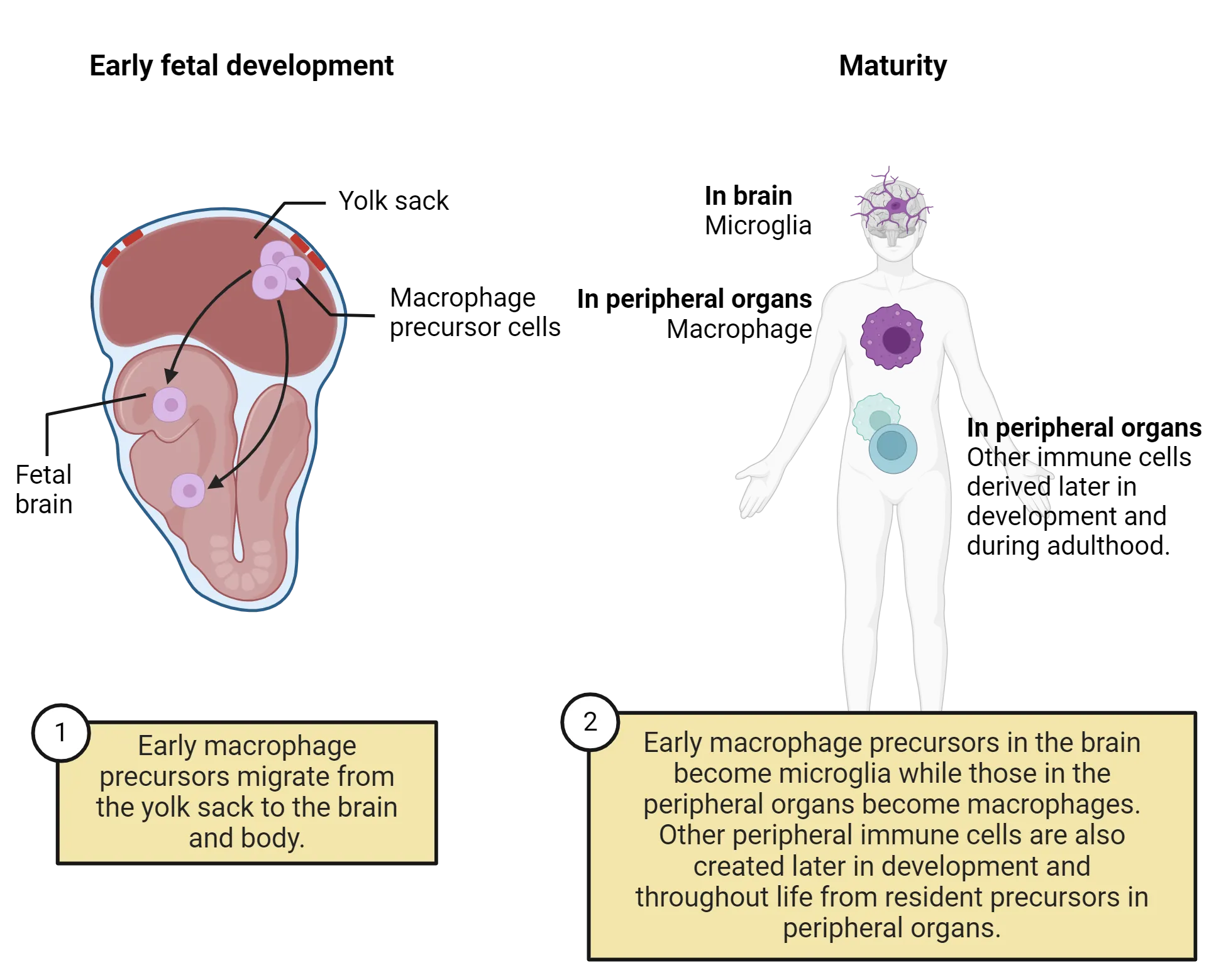 Left is a diagram of a lateral view of an early fetus with a large yolk sac positioned above it. Macrophage precursor cells are shown in the yolk sack, migrating into the brain and body of the fetus. Left is a diagram of an adult human body. Early macrophage precursors in the brain are drawn as becoming microglia while those in the peripheral organs become macrophages. Text notes that in peripheral organs there are other immune cells derived later in development and during adulthood.