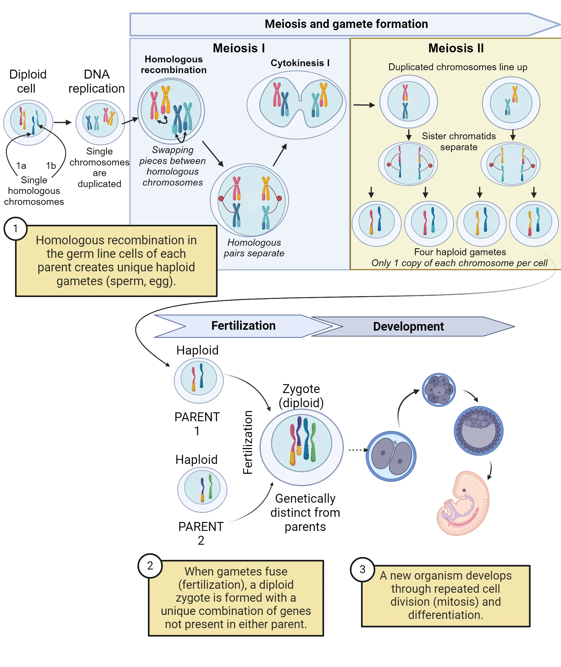 Diagram of meiosis and gamete formation, fertilization, and development as described in the main text. 1) Homologous recombination in the germ line cells of each parent creates unique haploid gametes (sperm, egg). 2) When gametes fuse (fertilization), a diploid zygote is formed with a unique combination of genes not present in either parent. 3) A new organism develops through repeated cell division (mitosis) and differentiation.