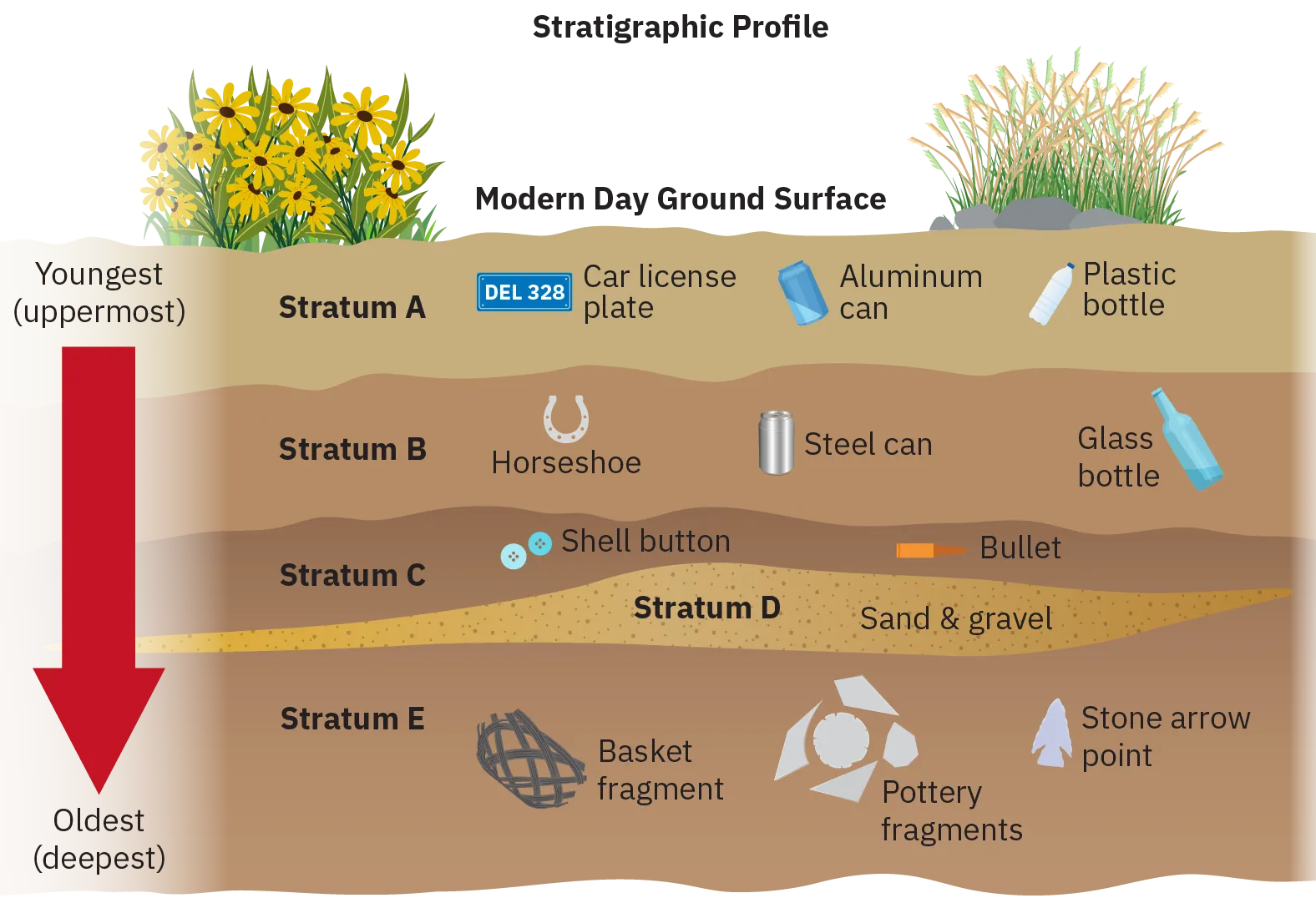 Sketch depicting a stratigraphic profile of an imagined underground cross section of earth. An arrow indicates that items near the bottom are older while those near the top are more recent. The lowest level, labelled Stratum E, is shown to contain a basket fragment, pottery fragments, and a stone arrow point. Above this, Stratum D is shown, containing sand and gravel. The next layer moving up, is Stratum C, containing two shell buttons and a bullet. Above that, Stratum B contains a horseshoe, a steel can, and a glass bottle. The uppermost level, Stratum A, contains a car license plate, an aluminum can, and a plastic bottle.